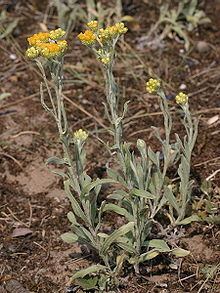 Helichrysum arenarium httpsuploadwikimediaorgwikipediacommonsthu
