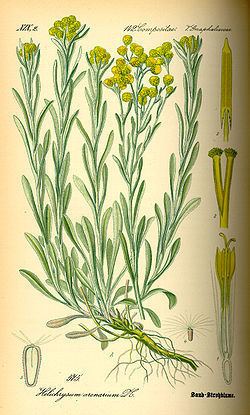 Helichrysum arenarium Helichrysum arenarium Wikipedia