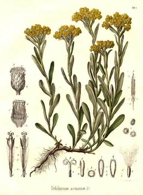 Helichrysum arenarium Compositae Helichrysum arenarium
