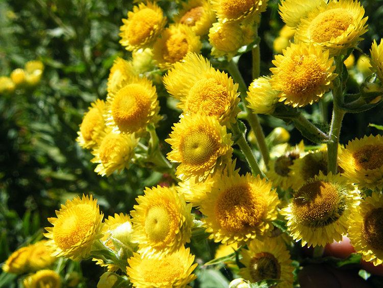 Helichrysum Helichrysum Essential Oils Pedia