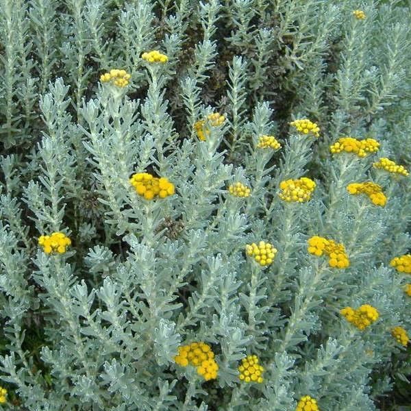 Helichrysum Immortelle Helichrysum AromaworXca