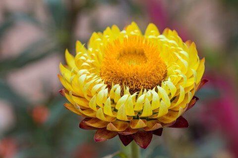 Helichrysum httpsdraxecomwpcontentuploads201503Helic