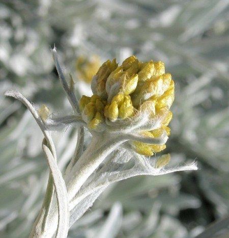 Helichrysum melitense Wild Plants of Malta amp Gozo Plant Helichrysum melitense Maltese