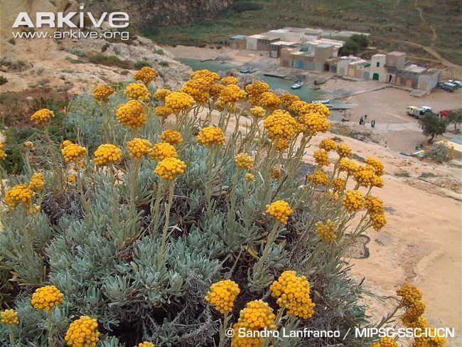 Helichrysum melitense Maltese everlasting photo Helichrysum melitense G23945 ARKive