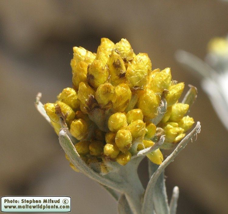 Helichrysum melitense Wild Plants of Malta amp Gozo Plant Helichrysum melitense Maltese