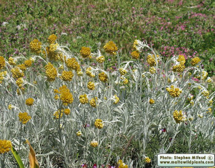Helichrysum melitense Wild Plants of Malta amp Gozo Plant Helichrysum melitense Maltese