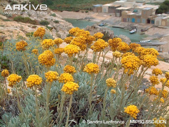 Helichrysum melitense Maltese everlasting videos photos and facts Helichrysum melitense