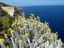 Helichrysum melitense httpsuploadwikimediaorgwikipediacommonsthu