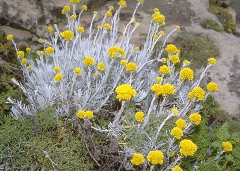 Helichrysum melitense Fitogeografia della Sicilia Helichrysum melitense Pignatti
