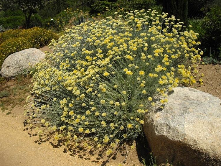 Helichrysum orientale httpsuploadwikimediaorgwikipediacommons22