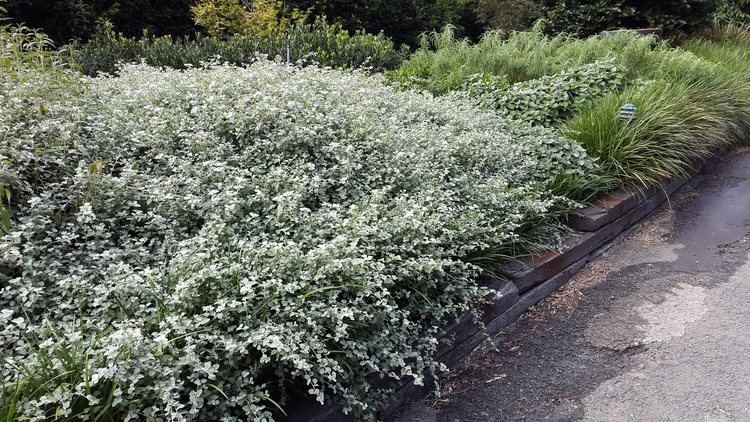 Helichrysum petiolare Helichrysum petiolare Alpine Nurseries