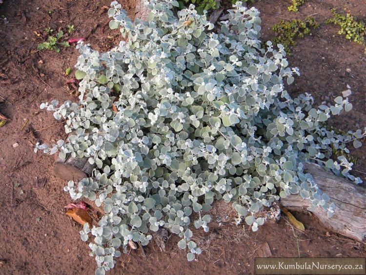 Helichrysum petiolare Helichrysum petiolare Kumbula Indigenous Nursery