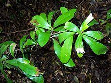 Helicia glabriflora httpsuploadwikimediaorgwikipediacommonsthu
