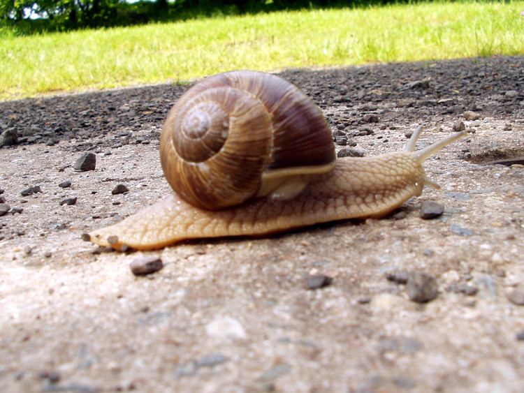 Helicidae FileHelicidae 1jpg Wikimedia Commons