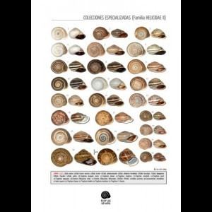 Helicidae Plate 112 Family Helicidae II IBERUS SHELLS