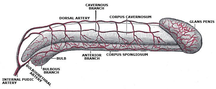 Helicine arteries of penis