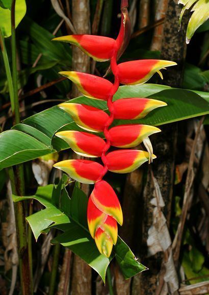 Heliconia 1000 images about HELICONIA LOBSTER CLAW on Pinterest Tropical