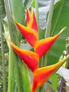 Heliconia Heliconia Flowers The Flower Expert Exotic flowers