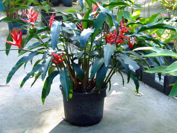 Heliconia angusta Heliconia angusta cv Red Christmas Bamboo Land Nursery QLD Australia