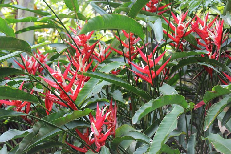 Heliconia angusta Heliconia angusta 39Red Christmas39 Roma Street Parklands B Flickr