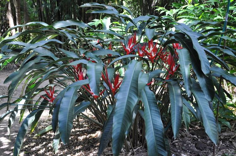 Heliconia angusta Heliconia angusta cv Red Christmas Bamboo Land Nursery QLD Australia