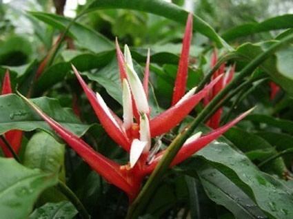 Heliconia angusta Heliconia angusta Red Christmas Glasshouse Works