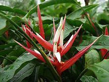 Heliconia angusta httpsuploadwikimediaorgwikipediacommonsthu