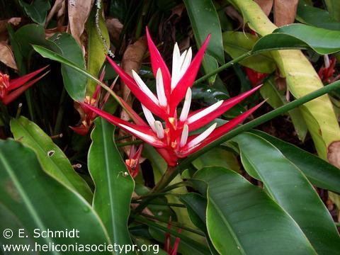 Heliconia angusta Holiday