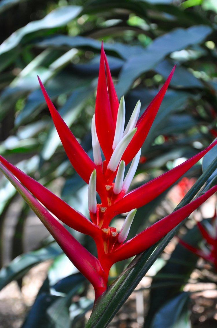 Heliconia angusta Heliconia angusta cv Red Christmas Bamboo Land Nursery QLD Australia