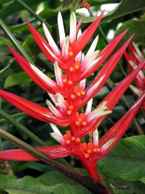 Heliconia angusta Heliconia angusta Hortipedia