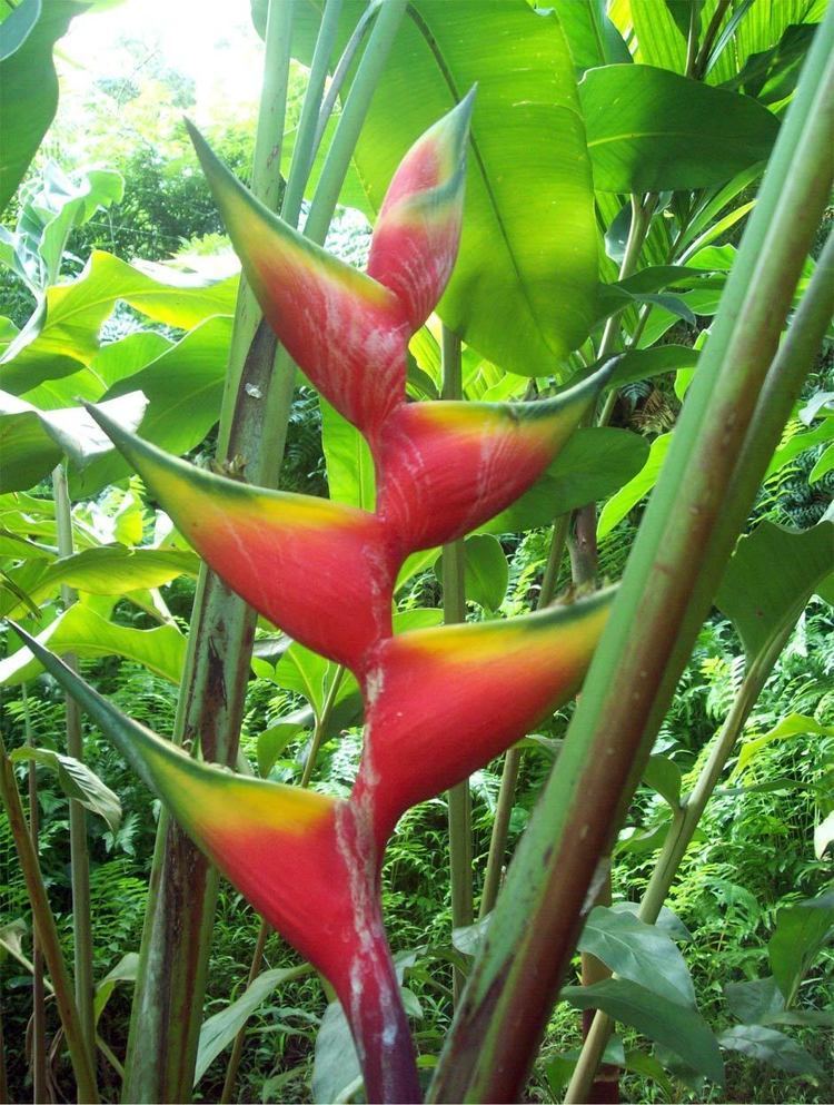 Heliconia bihai Heliconiaceae species list Heliconia of Hawaii Tropical Botanical