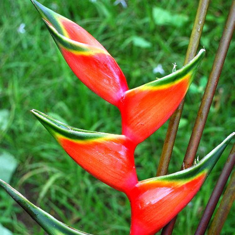 Heliconia bihai South America Tropical Heliconia BIHAI Ornamental Fresh Seeds VERY