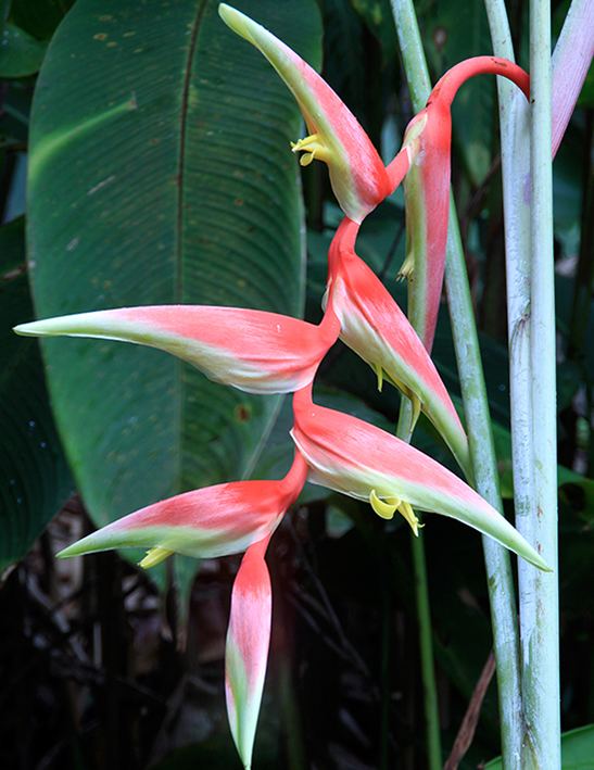 Heliconia chartacea Heliconia chartacea 39Temptress39 Towen Mount Tropicals