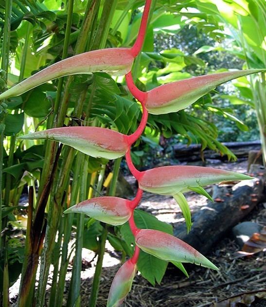 Heliconia chartacea Heliconia chartacea 39Sexy Pink39 Towen Mount Tropicals