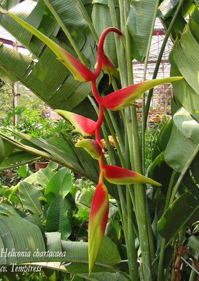 Heliconia chartacea Heliconia chartacea cv Temptress Heliconia Paradise