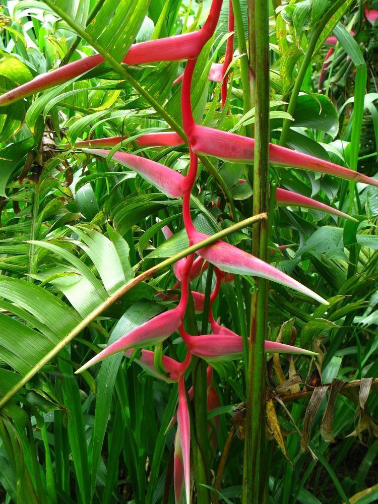 Heliconia chartacea Heliconia chartacea Shocking Pink