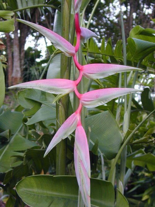 Heliconia chartacea Heliconia chartacea 39Sexy Pink39