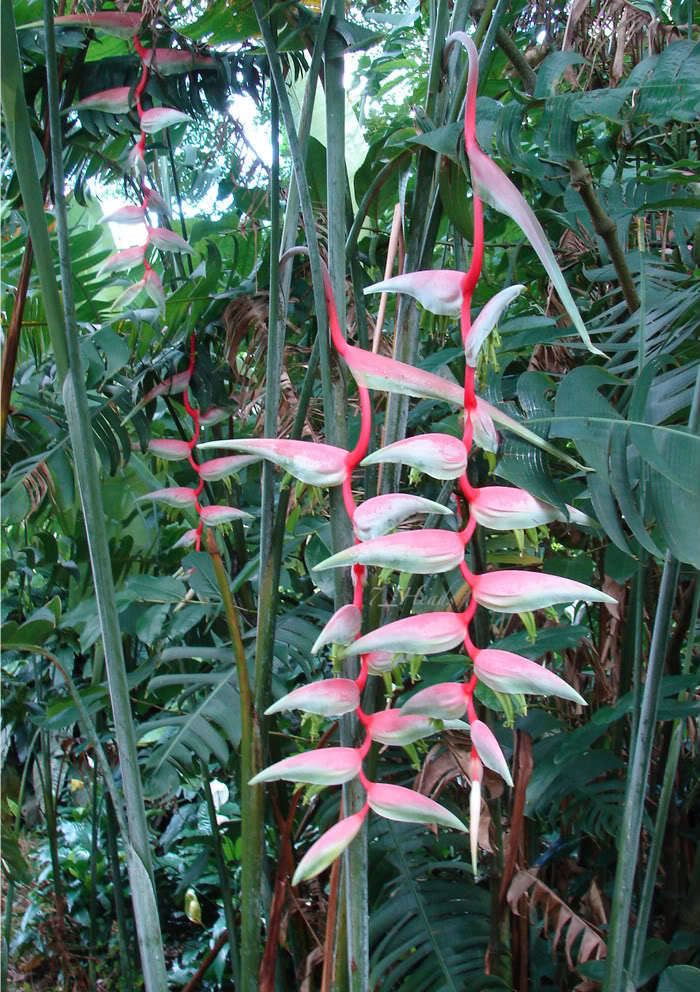 Heliconia chartacea PolynesianProduceStand