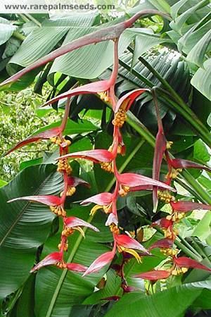 Heliconia collinsiana Heliconia collinsiana buy seeds at rarepalmseedscom