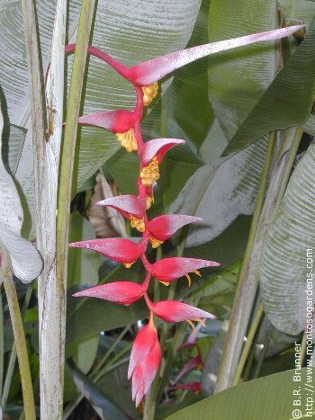 Heliconia collinsiana Heliconia collinsiana