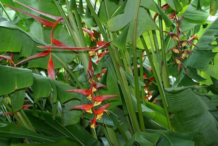 Heliconia collinsiana Heliconia collinsiana Heliconiaceae image 33759 at