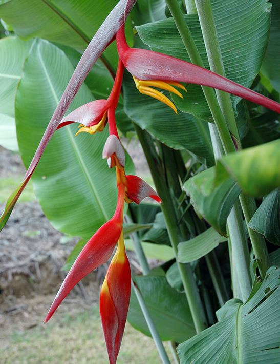 Heliconia collinsiana Heliconia collinsiana Towen Mount Tropicals