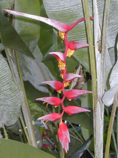 Heliconia collinsiana Tropical Heliconias from Seed