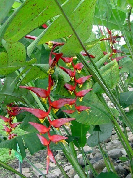 Heliconia collinsiana HELICONIAS Heliconia collinsiana Heliconia collinsiana