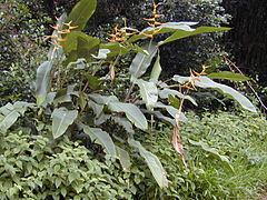 Heliconia latispatha httpsuploadwikimediaorgwikipediacommonsthu
