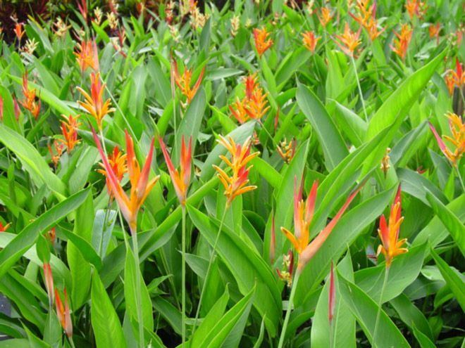 Heliconia psittacorum 1000 images about hawaiian flowers on Pinterest Lobster claws
