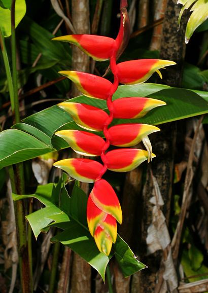 Heliconia rostrata Heliconia rostrata Hanging Lobster Claw False Bird of Paradise
