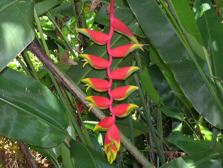 Heliconia rostrata Heliconia rostrata Lobster Claw Heliconia Richard Lyons Nursery