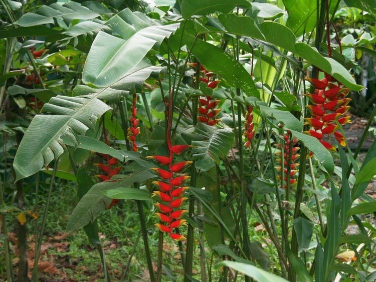 Heliconia rostrata HOW TO GROW HELICONIA ROSTRATA The Lobster Claw Plant The Garden