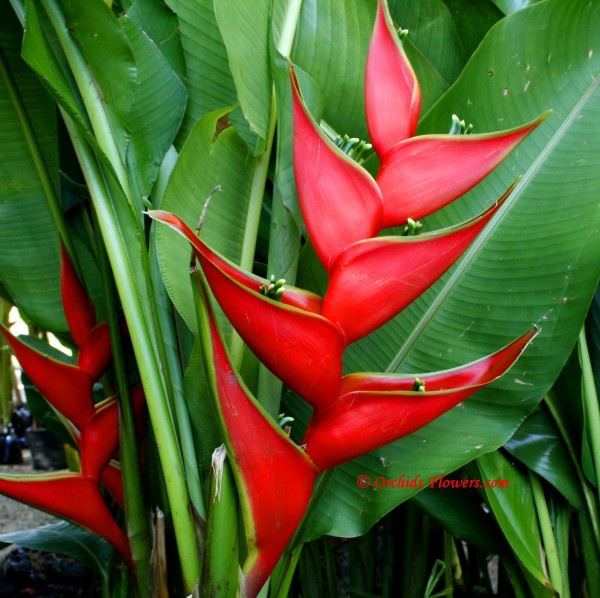 Heliconia stricta heliconiastrictahuber Chapter 3 Loving Retirement in Panama